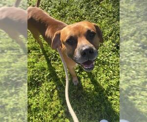 American Staffordshire Terrier Dogs for adoption in Fort Lauderdale, FL, USA
