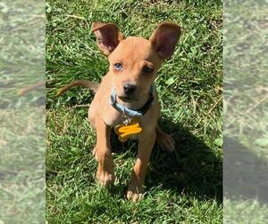 Chi-Corgi Dogs for adoption in Buffalo, NY, USA