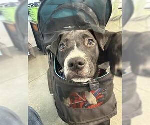 Labrador Retriever-Unknown Mix Dogs for adoption in San Martin, CA, USA