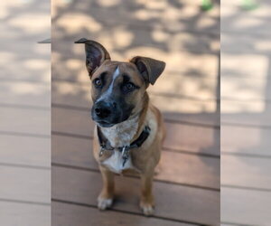 Mutt Dogs for adoption in Fenton, MO, USA