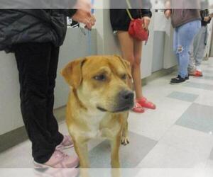 Mastiff Dogs for adoption in Oklahoma City, OK, USA