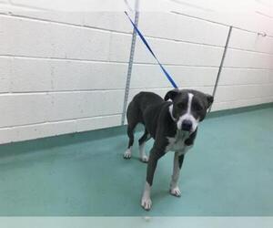 Bull Terrier Dogs for adoption in Memphis, TN, USA