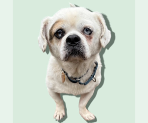 Mutt Dogs for adoption in Rockville, MD, USA