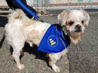 Shih Tzu Dogs for adoption in Roslindale, MA, USA