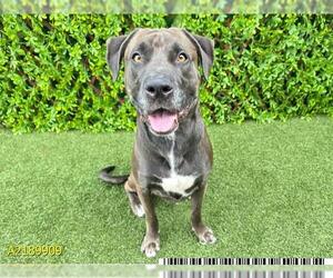 Labrador Retriever Dogs for adoption in West Palm Beach, FL, USA
