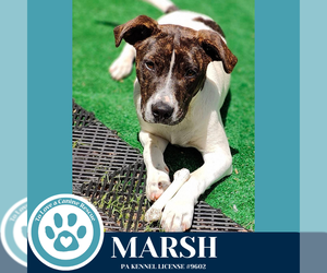 Beagle-Pointer Mix Dogs for adoption in Kimberton, PA, USA