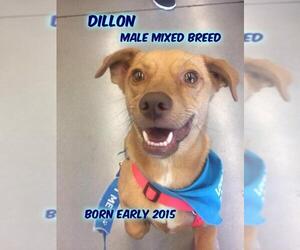 Dachshund-Unknown Mix Dogs for adoption in Huddleston, VA, USA