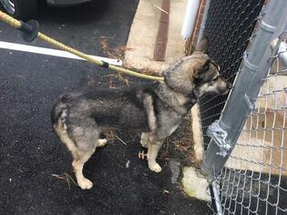 Norwegian Elkhound Dogs for adoption in Waterford, VA, USA