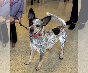 Mutt Dogs for adoption in Paso Robles, CA, USA