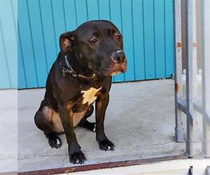 American Staffordshire Terrier Dogs for adoption in San Antonio, TX, USA