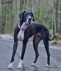 Great Dane Dogs for adoption in Shamokin, PA, USA