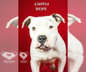 Mutt Dogs for adoption in Stockton, CA, USA