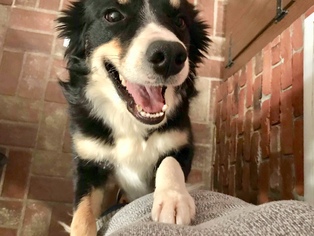Border Collie Dogs for adoption in Uwchlan, PA, USA