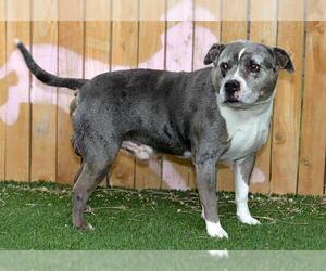 Mutt Dogs for adoption in West Valley, UT, USA