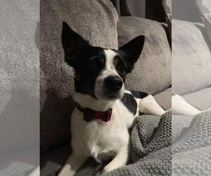 Small Jack Russell Terrier-Papillon Mix