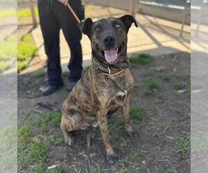 Holland Shepherd-Unknown Mix Dogs for adoption in Modesto, CA, USA