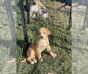 Labrador Retriever Dogs for adoption in Bolivar, MO, USA