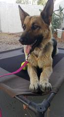 Medium Photo #1 German Shepherd Dog Puppy For Sale in Apache Junction, AZ, USA