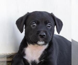 Dachshund-Unknown Mix Dogs for adoption in San Diego, CA, USA