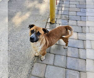 Mutt Dogs for adoption in Chico, CA, USA