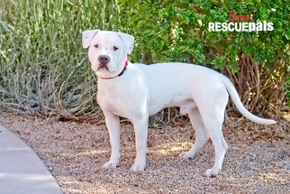 Olde Bulldog Dogs for adoption in Chandler, AZ, USA