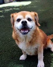 Puginese Dogs for adoption in Anaheim, CA, USA
