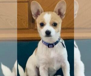 Chiranian Dogs for adoption in Colorado Springs, CO, USA