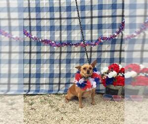 Chihuahua Dogs for adoption in Pleasanton, TX, USA
