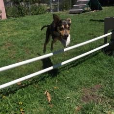 Jack Russell Terrier Dogs for adoption in Pleasant Hill, CA, USA