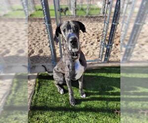 Great Dane Dogs for adoption in San Angelo, TX, USA