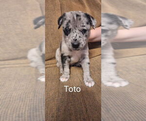 Mutt Dogs for adoption in Aurora, IN, USA