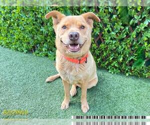 Chow Chow-Unknown Mix Dogs for adoption in West Palm Beach, FL, USA