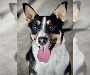 Australian Shepherd-Bull Terrier Mix Dogs for adoption in Lodi, CA, USA