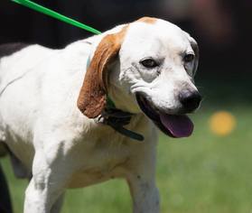 Mutt Dogs for adoption in Oxford, NC, USA