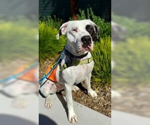 Staffordshire Bull Terrier-Unknown Mix Dogs for adoption in Sonoma, CA, USA