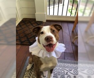 Border-Aussie Dogs for adoption in Decatur, GA, USA