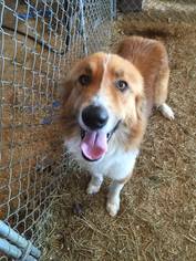 Australian Shepherd-Great Pyrenees Mix Dogs for adoption in Stafford, TX, USA