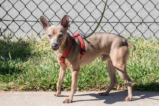 American Rat Pinscher Dogs for adoption in Bridgewater, NJ, USA