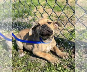 Boxer-Unknown Mix Dogs for adoption in Tarrytown, GA, USA