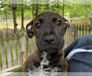 Boxer Dogs for adoption in Hampton Bays, NY, USA