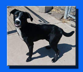 Borador Dogs for adoption in Wakefield, RI, USA
