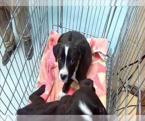 Labrador Retriever-Unknown Mix Dogs for adoption in Tulsa, OK, USA