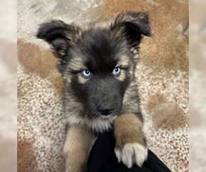 Siberian Husky Dogs for adoption in Salinas, CA, USA