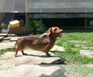 Dachshund Dogs for adoption in Columbia, TN, USA