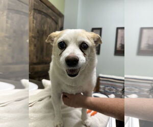 Chihuahua-Unknown Mix Dogs for adoption in Chico, CA, USA