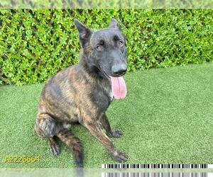 German Shepherd Dog Dogs for adoption in West Palm Beach, FL, USA