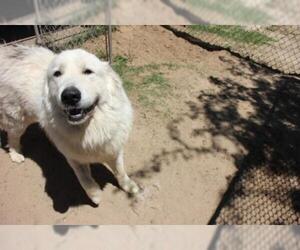 Great Pyrenees Dogs for adoption in Bamberg, SC, USA