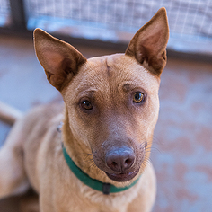 Basenji Dogs for adoption in Kanab, UT, USA