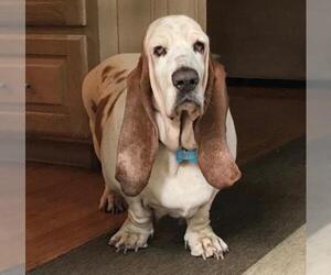 Basset Hound Dogs for adoption in Palo Alto, CA, USA