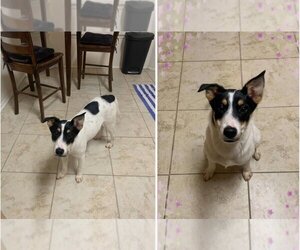 Mutt Dogs for adoption in Flower Mound, TX, USA